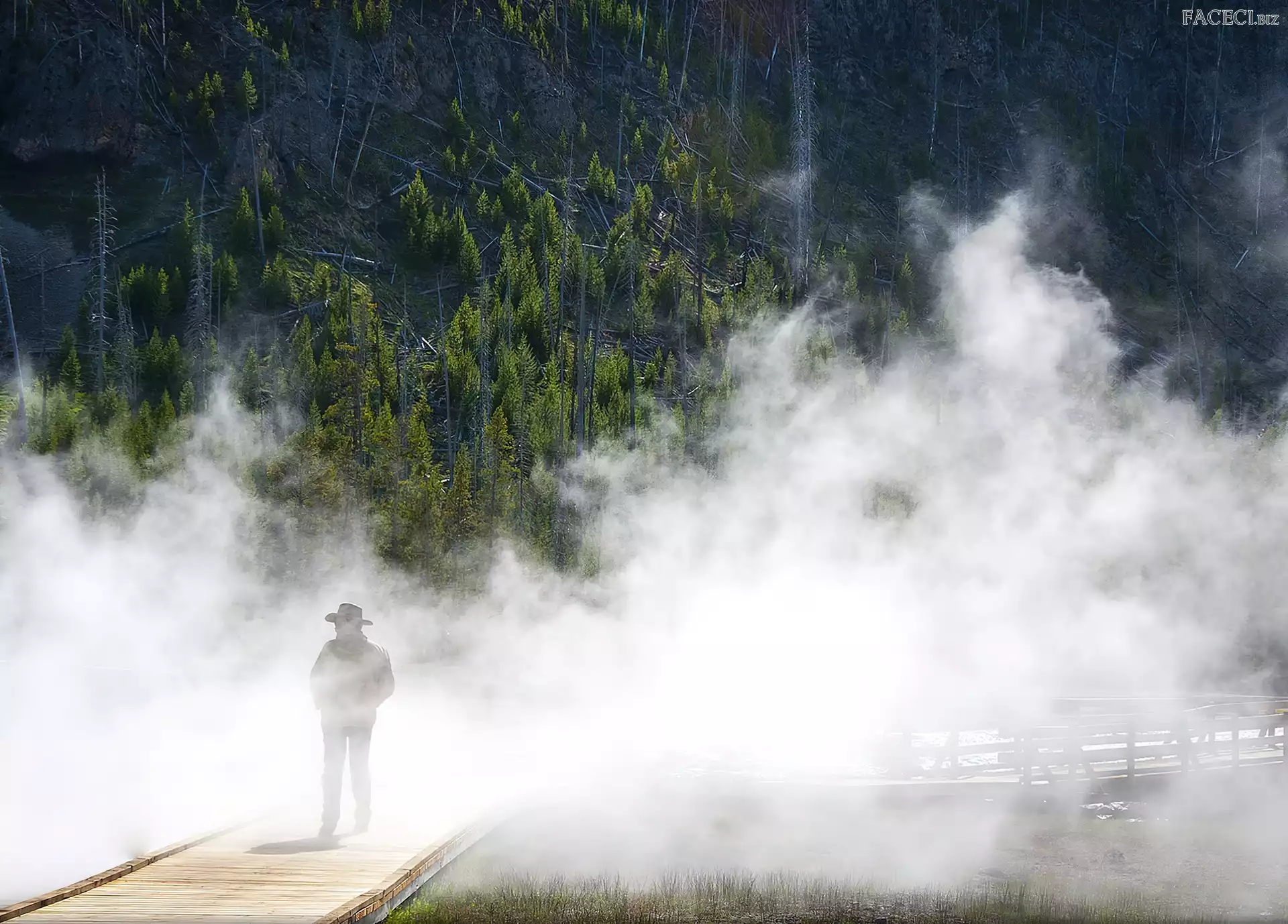 Mgła, Mężczyzna, Las, Mostek